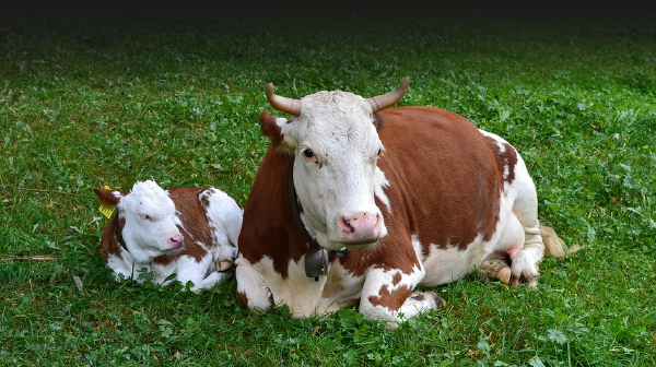 INSEMINACIÓN ARTIFICIAL EN GANADO VACUNO (2023)