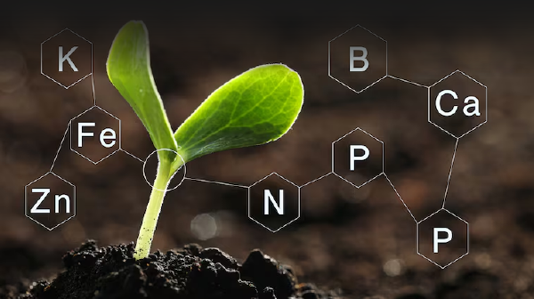 ANÁLISIS DE SUELOS PARA OPTIMIZACIÓN DE USO DE FERTILIZANTES Y ALTOS RENDIMIENTOS