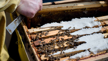 SANIDAD Y NUTRICION DE LAS ABEJAS