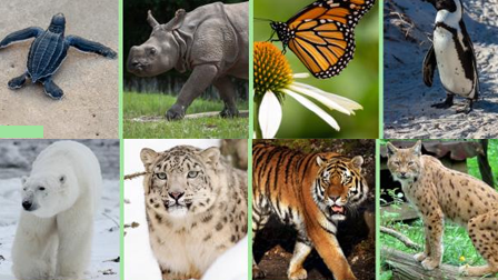 PROTECCIÓN DE ESPECIES EN PELIGRO DE EXTINCIÓN