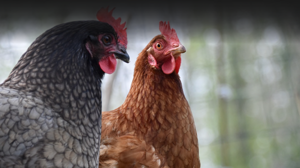 CRIANZA DE GALLINAS CRIOLLAS