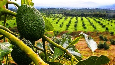 INTERPRETACIÓN DE ANÁLISIS DE SUELO Y PLAN DE FERTILIZACIÓN EN PALTO