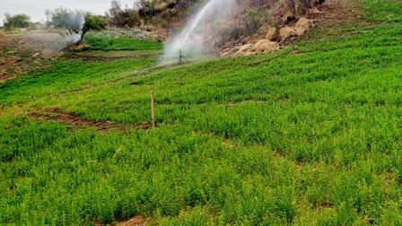 MANEJO E INSTALACIÓN DE PASTOS Y FORRAJES