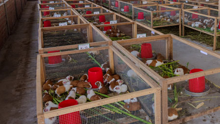 INSTALACIONES PARA LA PRODUCCIÓN TECNIFICADA DE CUYES 