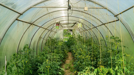 PRODUCCIÓN DE HORTALIZAS EN FITOTOLDO