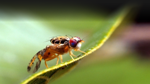 CONTROL DE LA MOSCA DE LA FRUTA PARA PRODUCTOS DE AGROEXPORTACIÓN