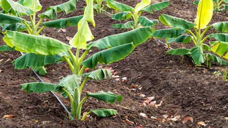 ANÁLISIS DE SUELO Y FERTILIZACIÓN EFICIENTE EN EL CULTIVO DE PLÁTANO Y BANANO 