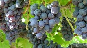 CONTROL DE CALIDAD EN UVA DE MESA PARA LA EXPORTACIÓN