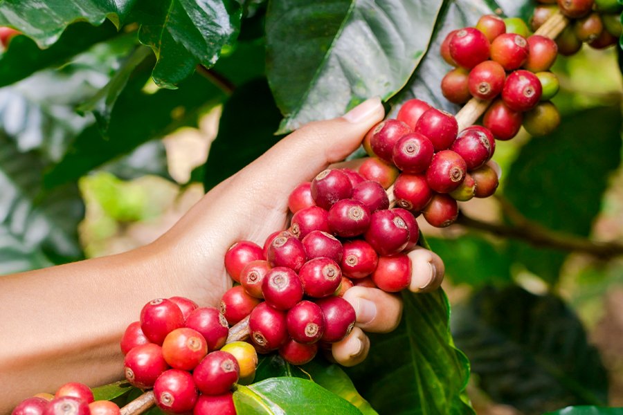 MANEJO AGRONÓMICO EN EL CULTIVO DE CAFÉ