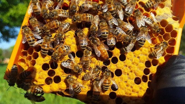 PRODUCCIÓN DE REINAS Y FORMACIÓN DE NÚCLEOS DE ABEJAS