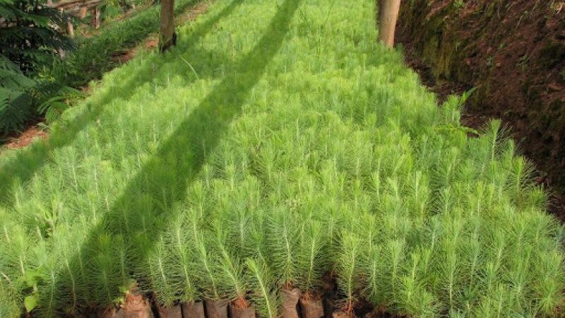 INSTALACIÓN Y MANEJO DE PLANTONES FORESTALES