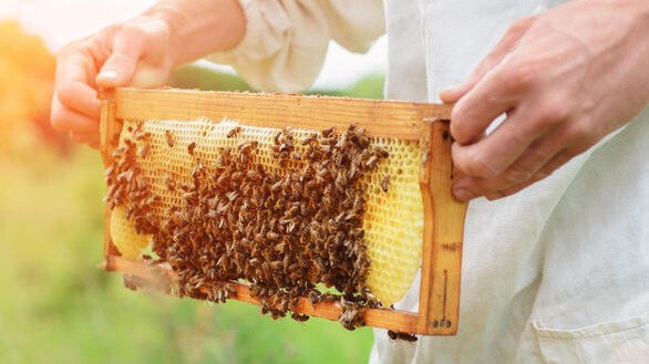 INSTALACIÓN DE UN APIARIO, USO ADECUADO DE EQUIPOS, MATERIALES Y ASPECTOS GENERALES DE LA APICULTURA