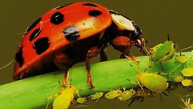 NUTRICIÓN DE LAS PLANTAS EN EL MANEJO INTEGRADO DE PLAGAS Y ENFERMEDADES (MIPE)