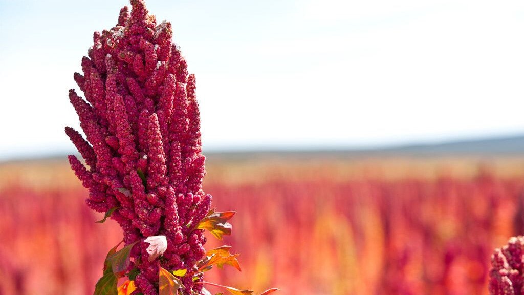 PREPARACIÓN DE SUELOS Y SIEMBRA EN LOS CULTIVOS ANDINOS