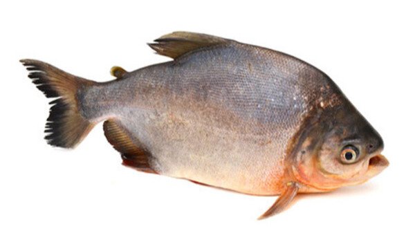 ALIMENTACIÓN, NUTRICIÓN Y MANEJO SANITARIO EN LA CRIANZA DE PACO