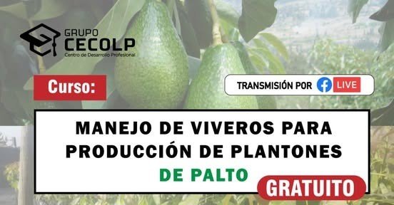 MANEJO DE VIVEROS PARA LA PRODUCCIÓN DE PLANTONES DE PALTO