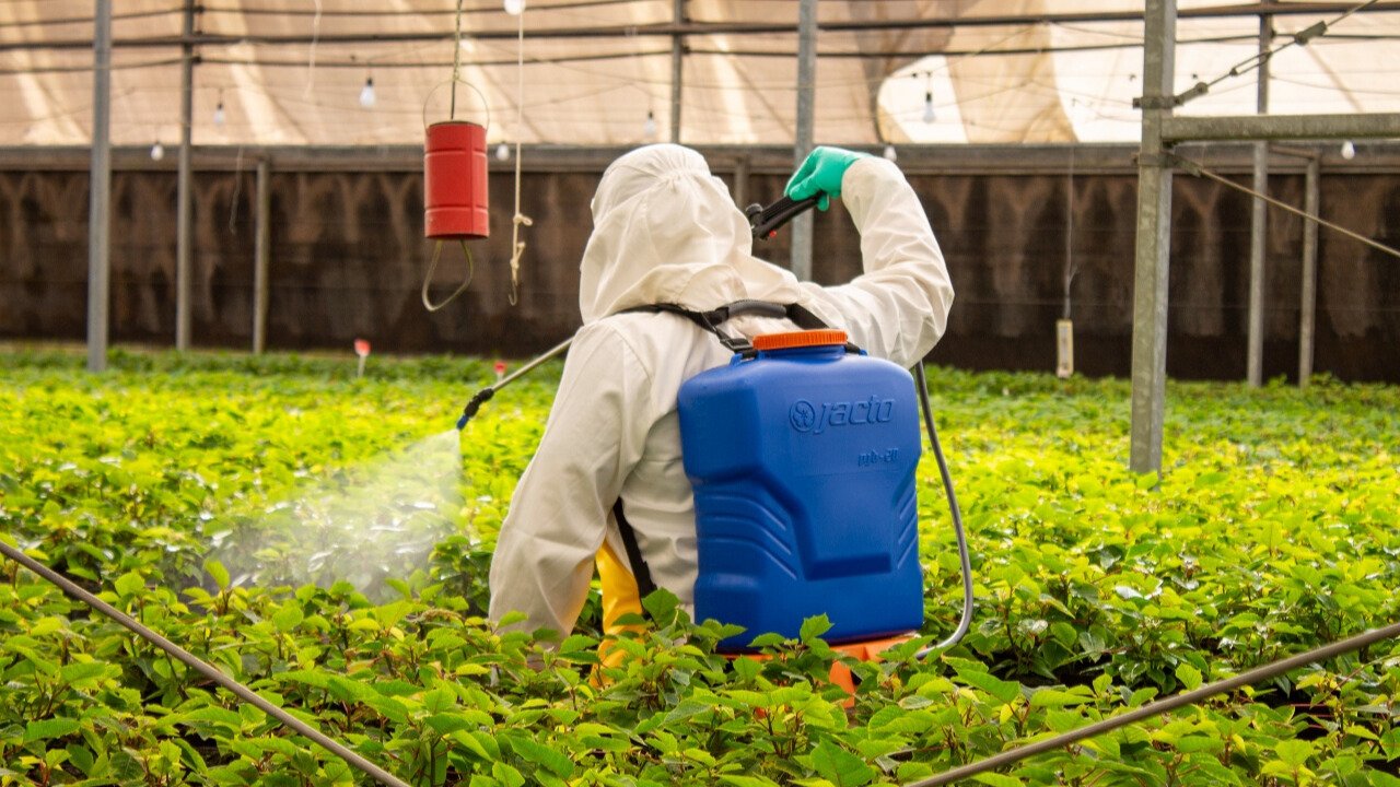 USO DE PLANTAS BIOCIDAS Y REPELENTES PARA EL CONTROL DE PLAGAS Y ENFERMEDADES EN LA AGRICULTURA ORGÁNICA