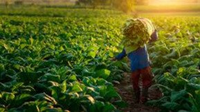 EXTENSIONISTA AGRARIO