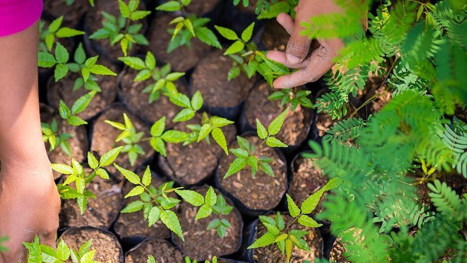 GESTIÓN FORESTAL PARA LA CONSERVACIÓN DE LA BIODIVERSIDAD