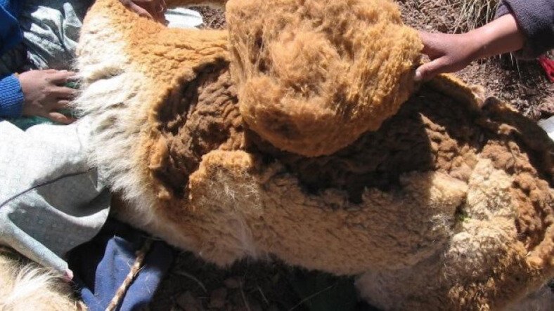 COMERCIALIZACIÓN DE FIBRA DE ALPACA Y VICUÑA