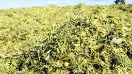 ENSILAJE DE PASTOS Y FORRAJE