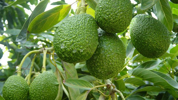 MANEJO INTEGRADO DE PLAGAS Y ENFERMEDADES (MIP, MIE) EN CULTIVO DE PALTO