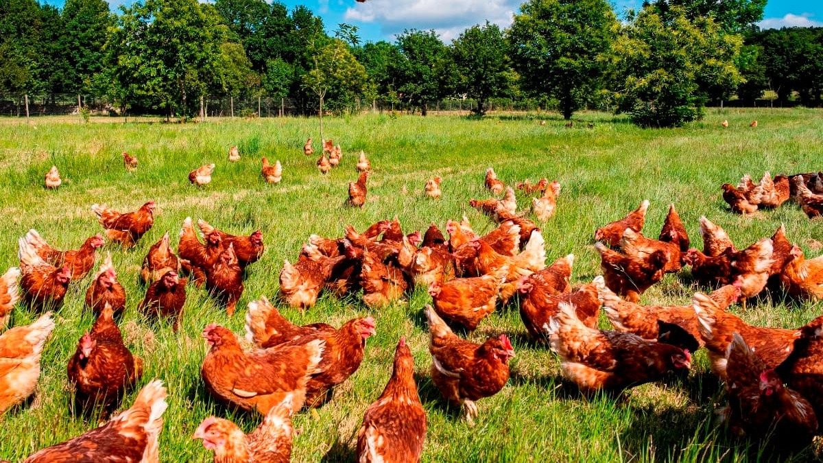 CRIANZA DE GALLINAS DE POSTURA EN PASTOREO