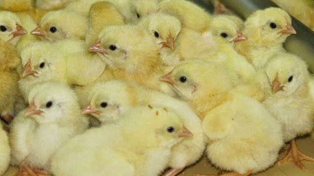 PRODUCCIÓN DE COBB 500 (POLLOS DE ENGORDE) A PEQUEÑA ESCALA EN CONDICIONES RURALES