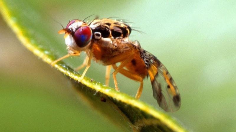 CONTROL DE MOSCA DE LA FRUTA