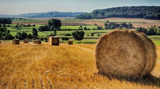 CONSERVACIÓN Y ALMACENAMIENTO DE FORRAJES