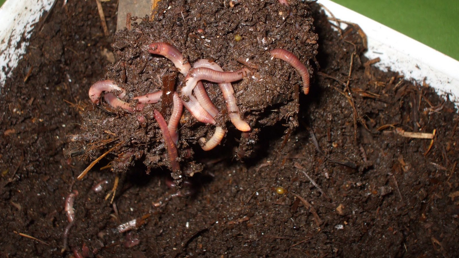 PREPARACIÓN Y USO DE ABONOS ORGÁNICOS