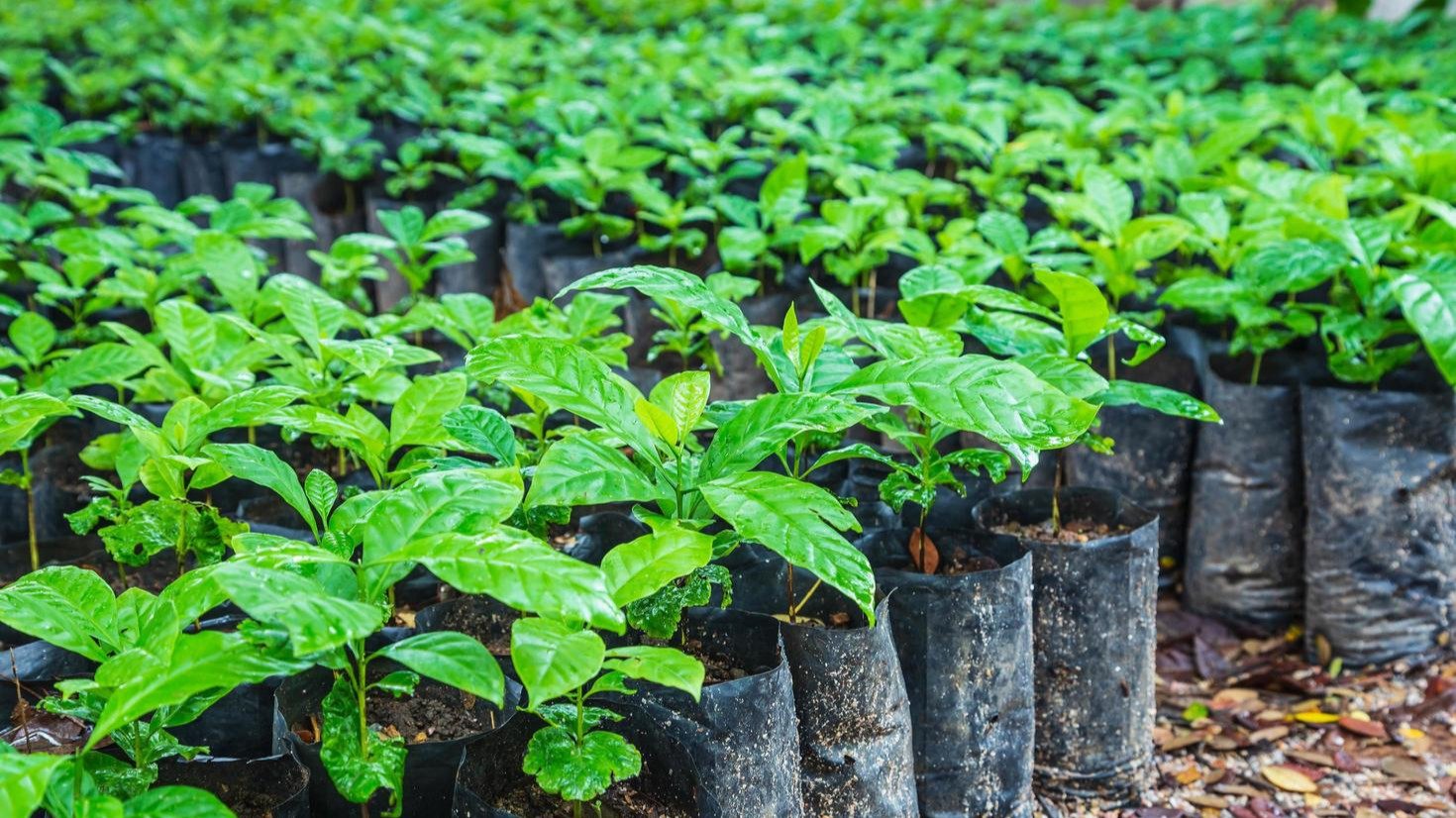 INSTALACIÓN DE VIVEROS EN CULTIVOS DE CAFÉ