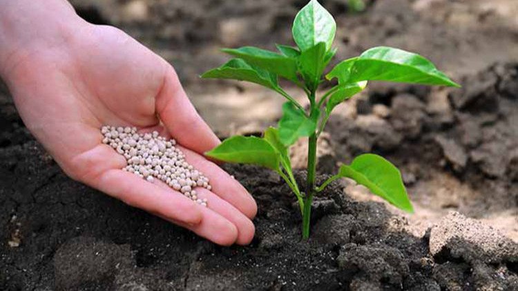 ELABORACIÓN DE ABONO FOLIAR ORGANICO PARA  CULTIVOS 