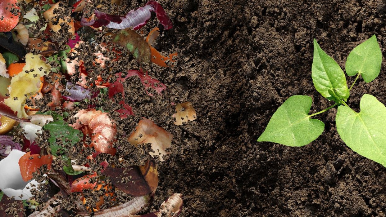 PRODUCCIÓN DE HUMUS DE LOMBRIZ Y COMPOST