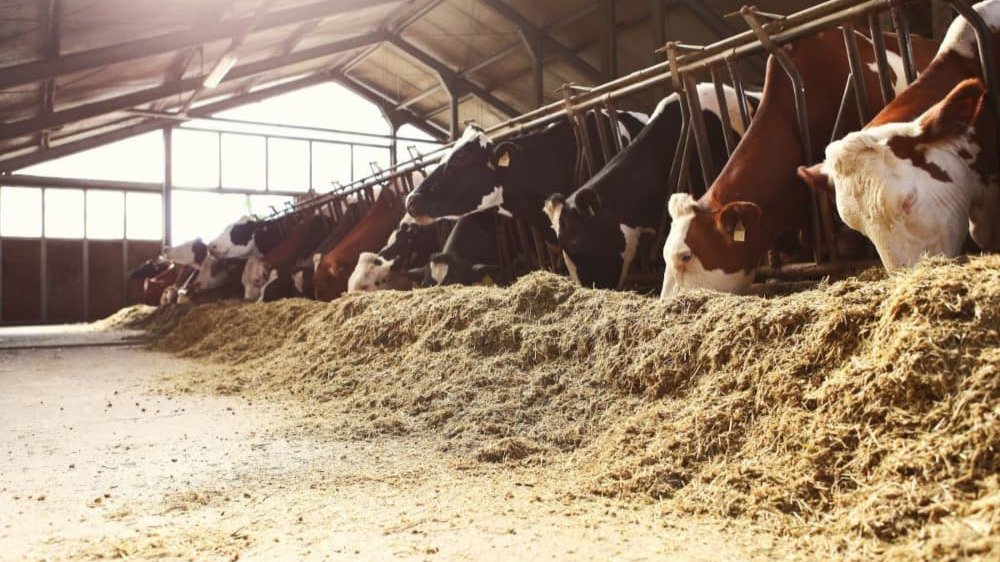 FORMULACIÓN DE ALIMENTOS BALANCEADOS PARA VACUNOS