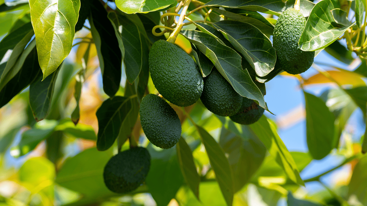 CULTIVO DE PALTO