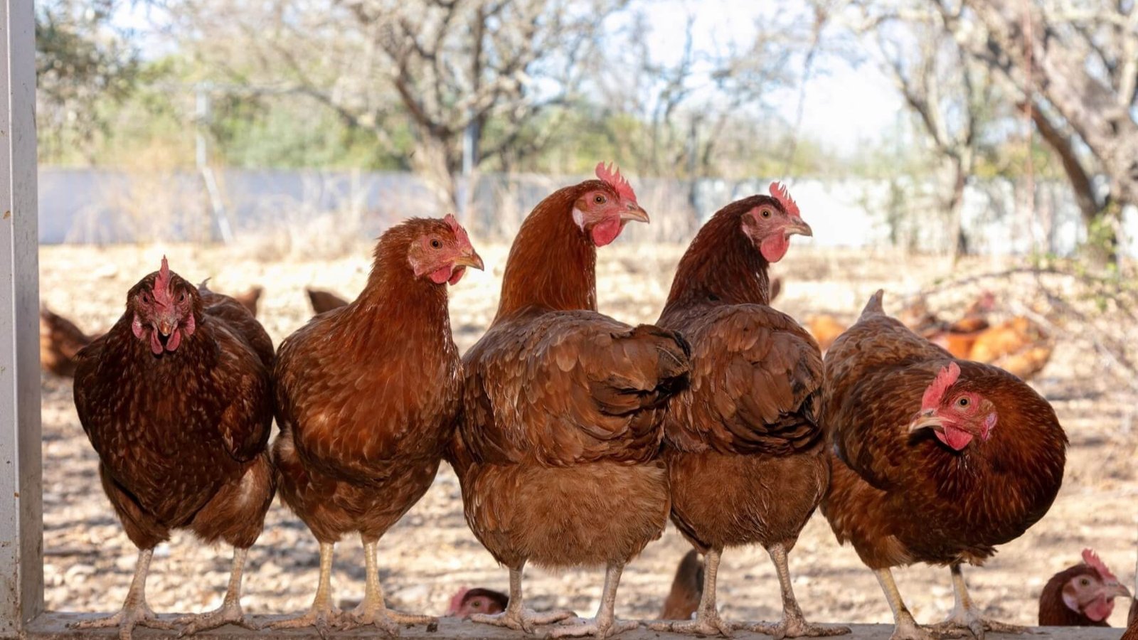 CRIANZA DE GALLINAS CRIOLLAS
