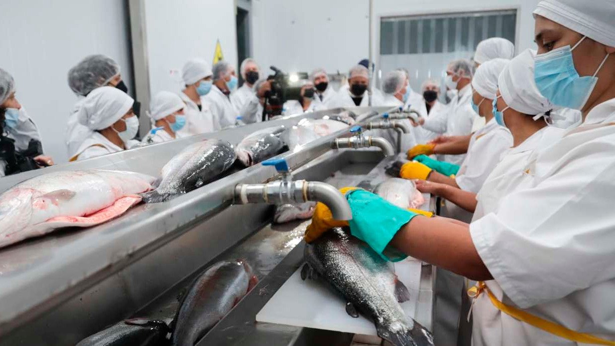 MUESTREO DEL PESCADO Y PRODUCTOS PESQUEROS  PARA INSPECCIÓN (NTP 700.002.2012.)