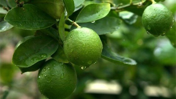 MANEJO DE PODA Y FISIOLÓGICO DEL CULTIVO DE LIMÓN SUTIL
