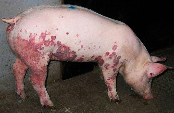 MANEJO DE ENFERMEDADES PORCINAS