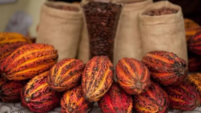 PROCESO DE CERTIFICACIÓN ORGÁNICA PARA EL CULTIVO DE CACAO