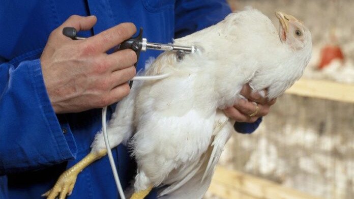 MANEJO Y PREVENCIÓN DE LA GRIPE AVIAR EN POLLOS Y GALLINAS