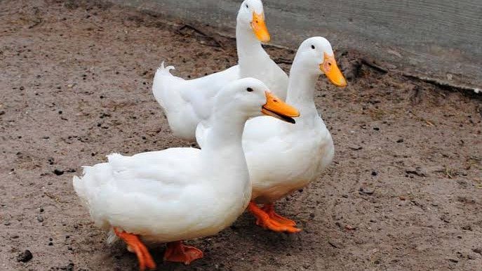CRIANZA Y ALIMENTACIÓN DE PATOS