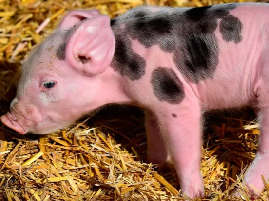INSEMINACIÒN ARTIFICIAL EN PORCINOS
