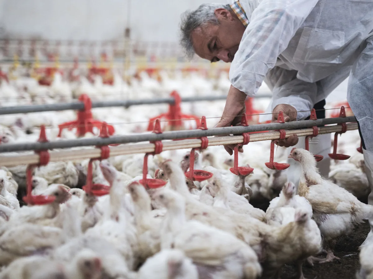 MANEJO Y PREVENCIÓN DE ENFERMEDADES AVIAR EN POLLOS Y GALLINAS